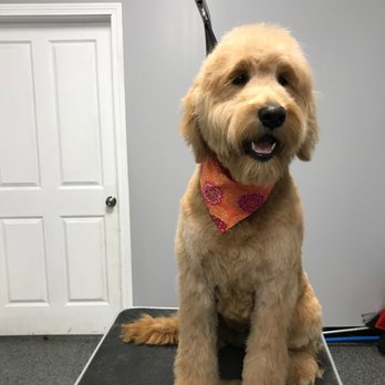 The Posh Paw - Sophie | GROOMING - Pet Boarding Near Me - Troy, New York The Posh Paw - Sophie | GROOMING - Pet Boarding Near Me - Troy, New York