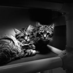 Morti’s Used Book Nook and Cat Adoption Lounge - Doran and Dillon