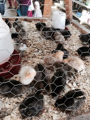 Garden of Eve Organic Farm by null