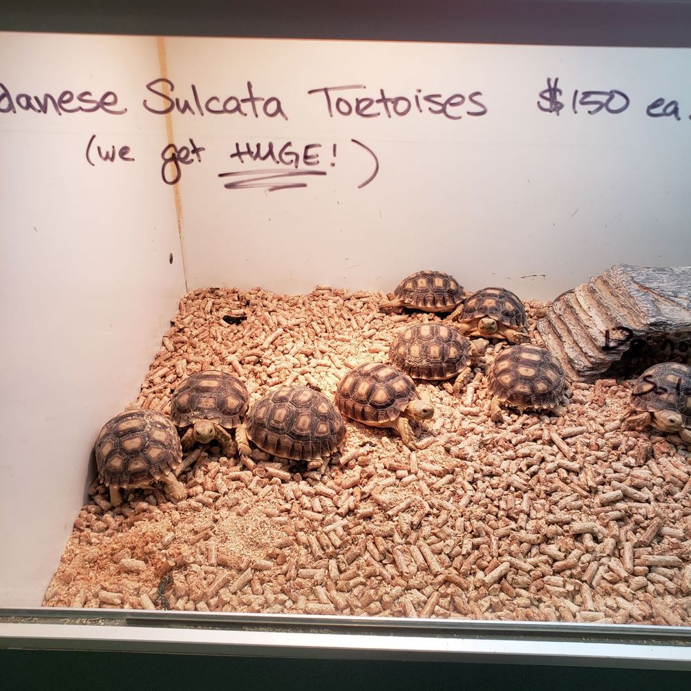 Amazon Reptile Center - Tortoises - Reptile Shops Near Me - Montclair, California Amazon Reptile Center - Tortoises - Reptile Shops Near Me - Montclair, California