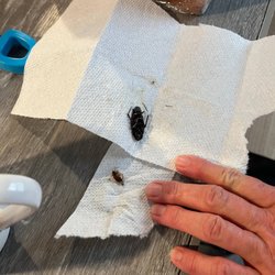 The Bug Lads of WNC - Bug in a "folded" paper towel!?