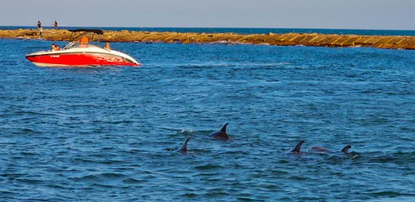 The Original Dolphin Watch by null