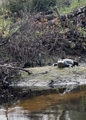 Canoe Outpost-Little Manatee River by null