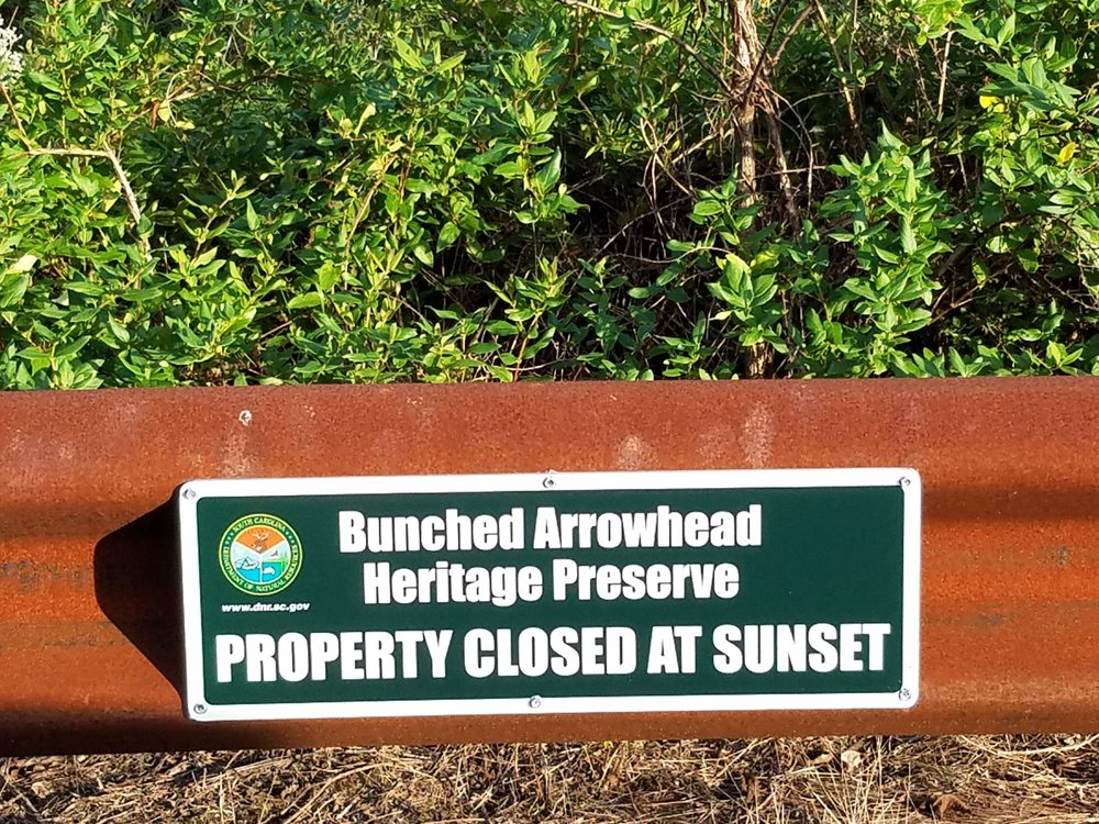 Bunched Arrowhead Heritage Preserve Image