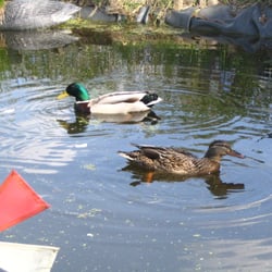 Entenbesuch am Gartenteich