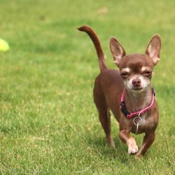 Arrowhead Pooper Scoopers - Let your dogs and your family enjoy a clean yard!