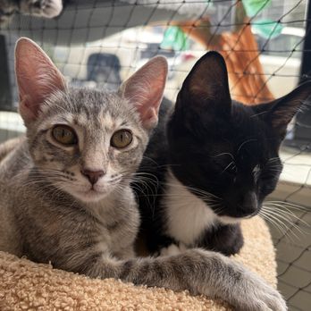 Whiskerwood Haven - Animal Shelters Near Me - San Francisco, California