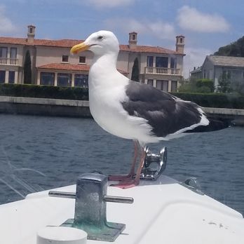 Newport Fun Tours - Our hitch hiker - Boating Near Me - Newport Beach, California Newport Fun Tours - Our hitch hiker - Boating Near Me - Newport Beach, California