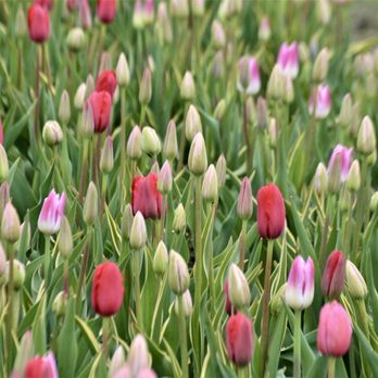 Wicked Tulips Flower Farm - Pick Your Own Farms Near Me - Preston, Connecticut Wicked Tulips Flower Farm - Pick Your Own Farms Near Me - Preston, Connecticut