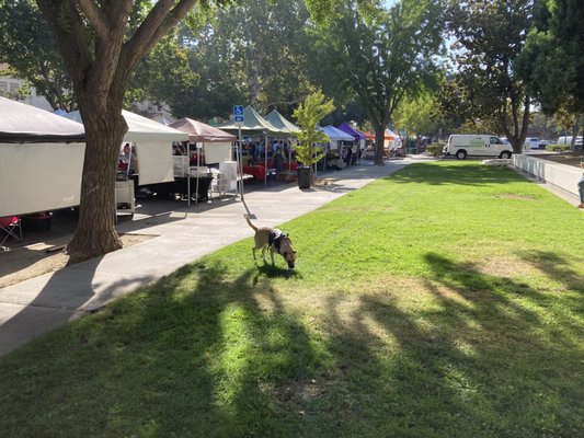 Modesto Certified Farmers' Market by null
