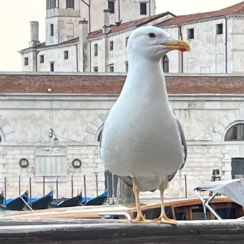L'ombra del Leone - Seagull. Very pushy, but still cute. - Italian Near Me - Venezia, VE L'ombra del Leone - Seagull. Very pushy, but still cute. - Italian Near Me - Venezia, VE