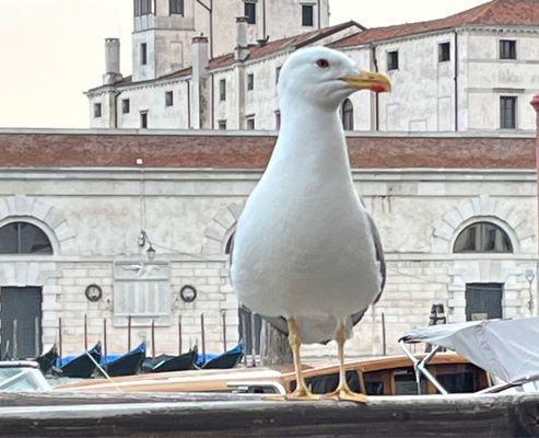 Ombra del Leone by null