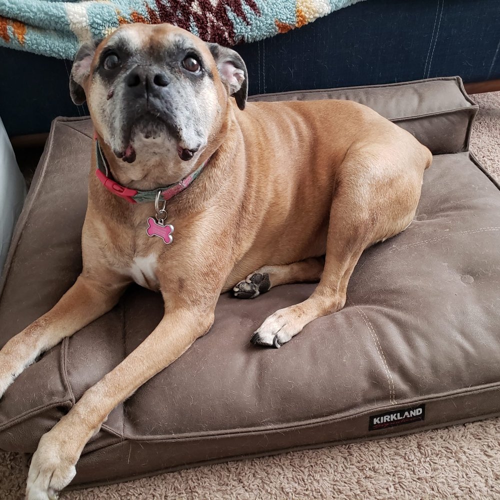 Calling All Paws - Pet Groomers Near Me - Las Vegas, Nevada