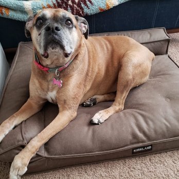 Calling All Paws - Pet Groomers Near Me - Las Vegas, Nevada