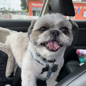 Camp Run-A-Mutt Point Loma - An hour later: My extremely happy boy after his date with "Auntie Angie". - Pet Boarding Near Me - San Diego, California
