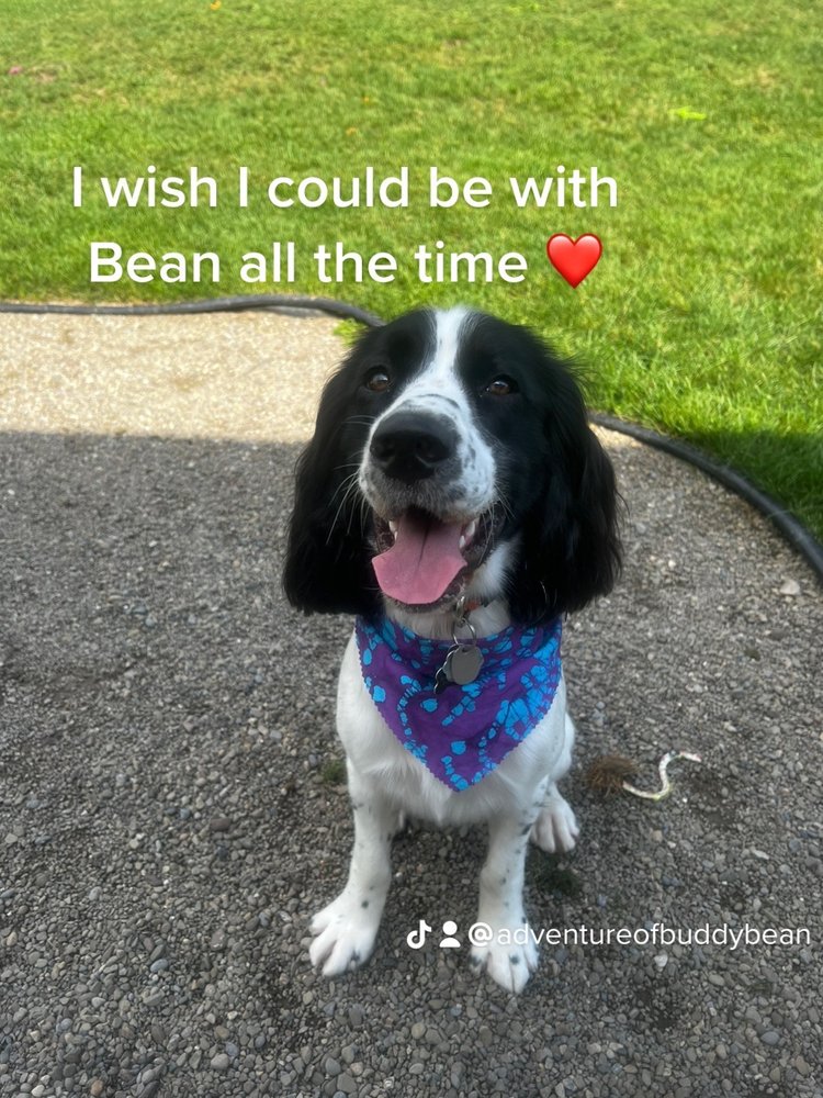 CANINE CAPERS DOG DAYCARE & GROOMING Updated October 2024 11 Photos