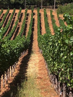 Red Cap Vineyards by null
