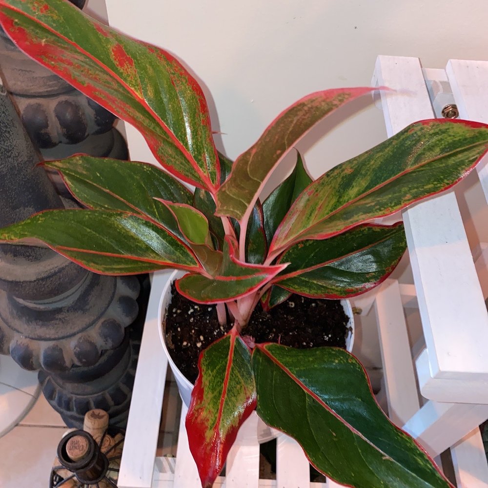 Miguel's Flower Shop - Red Aglaonema, Chinese Evergreen - Florists Near Me - Bronx, New York Miguel's Flower Shop - Red Aglaonema, Chinese Evergreen - Florists Near Me - Bronx, New York