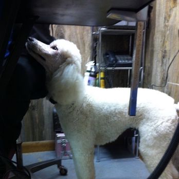 Paradise Pups - Pet Groomers Near Me - Independence, Louisiana Paradise Pups - Pet Groomers Near Me - Independence, Louisiana