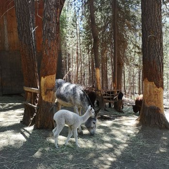 Last Minute Ranch - All animals get along with each other, just like they get a long with young and older visitors! - Farms Near Me - Crescent Lake, Oregon Last Minute Ranch - All animals get along with each other, just like they get a long with young and older visitors! - Farms Near Me - Crescent Lake, Oregon