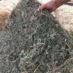 Windmill Feed