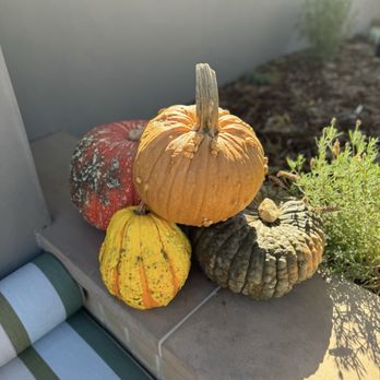 Bella Union Winery - Pumpkin display - Wineries Near Me - St. Helena, California Bella Union Winery - Pumpkin display - Wineries Near Me - St. Helena, California