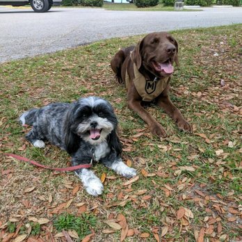 Off Leash K9 Training, Space Coast - Birdie on left in a down stay ..this moment beside a bigger dog would have never happened because of Birdies  fear aggression - Pet Training Near Me - Palm Bay, Florida