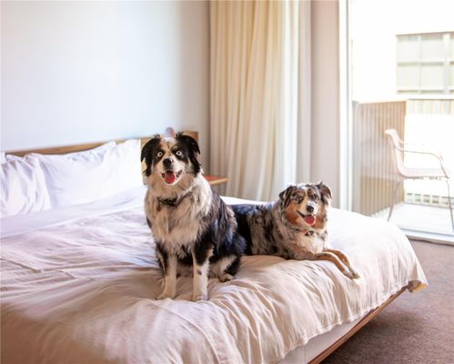 Hotel Daphne by null