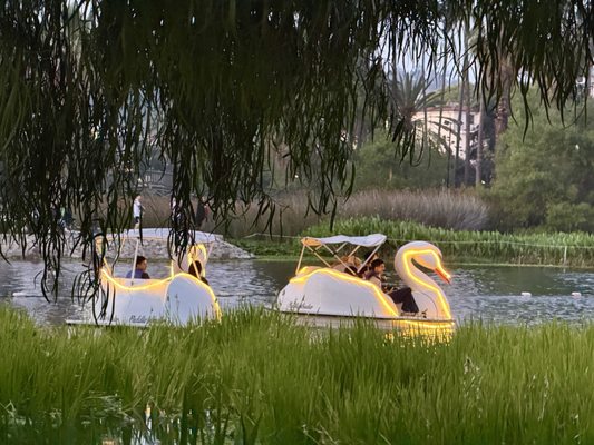 Echo Park Swan Boats by Wheel Fun Rentals by null