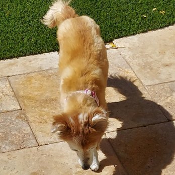 AZ Pet Stylist - Pet Groomers Near Me - Queen Creek, Arizona