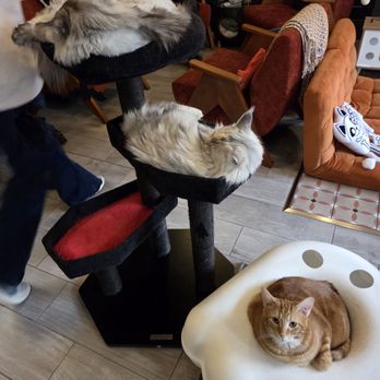 Catzen Coffee - Coffee & Tea Near Me - Saint Paul, Minnesota Catzen Coffee - Coffee & Tea Near Me - Saint Paul, Minnesota