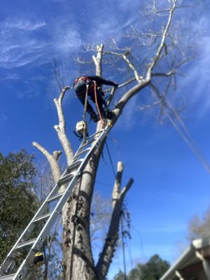 Tree Removal - Welcome to our one-stop solution for all your tree care & home remodeling needs. We specialize in providing top notch tree services, including pruning, removals, ensuring your green spaces are healthy & well maintained. Our remodeling services transform your living spaces into stunning,functional areas that reflect your style & meet your needs. With a top notch team of certified professionals,we guarantee high-quality workmanship, timely completion & exceptional customer service. Let us bring your vision to life & add value to your property. Your satisfaction is our success !! Tree Removal - Welcome to our one-stop solution for all your tree care & home remodeling needs. We specialize in providing top notch tree services, including pruning, removals, ensuring your green spaces are healthy & well maintained. Our remodeling services transform your living spaces into stunning,functional areas that reflect your style & meet your needs. With a top notch team of certified professionals,we guarantee high-quality workmanship, timely completion & exceptional customer service. Let us bring your vision to life & add value to your property. Your satisfaction is our success !!