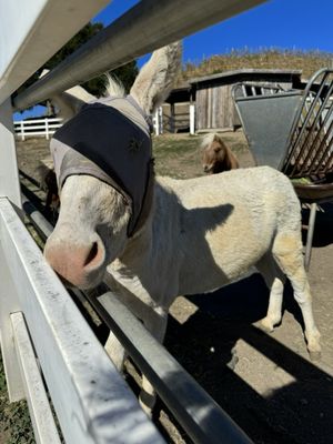 Saddlerock Ranch by null