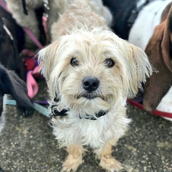 Bark N Barrel - Soulful. - Dog Walkers Near Me Bark N Barrel - Soulful. - Dog Walkers Near Me