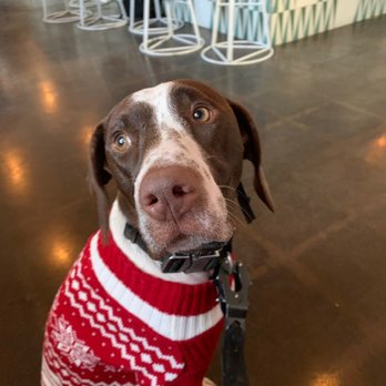 Deckers Dog & Cat - Her Deckers Christmas sweater kept her cozy this season! - Pet Stores Near Me - San Diego, California