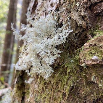 Wildwood Recreation Site - Lichen - Recreation Centers Near Me - Welches, Oregon Wildwood Recreation Site - Lichen - Recreation Centers Near Me - Welches, Oregon