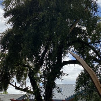 Greenwood Tree Service - Before trimming and get rid of the branches - Tree Services Near Me - Sacramento, California Greenwood Tree Service - Before trimming and get rid of the branches - Tree Services Near Me - Sacramento, California