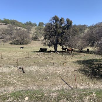 The Work Family Ranch - Cattle owned by the Ranch Family - Horseback Riding Near Me - San Miguel, California The Work Family Ranch - Cattle owned by the Ranch Family - Horseback Riding Near Me - San Miguel, California