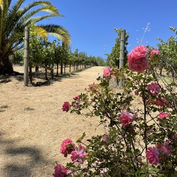 Truchard Vineyards - The Vineyard - Wineries Near Me - Napa, California Truchard Vineyards - The Vineyard - Wineries Near Me - Napa, California