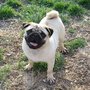 Photo of Riverhillpugs