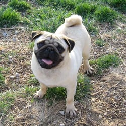 Riverhillpugs