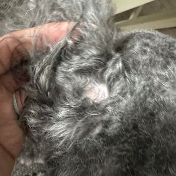 PetSmart - Pet Groomers Near Me - Houston, Texas