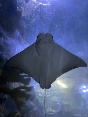 Audubon Aquarium by null