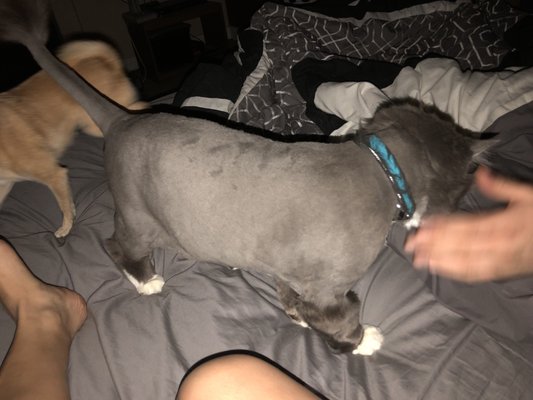 pawlished pets mobile grooming