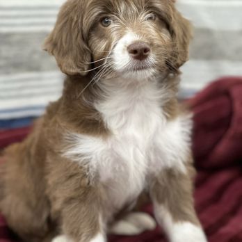 Magnolia-Miniatures - Pet Breeders Near Me - Picayune, Mississippi Magnolia-Miniatures - Pet Breeders Near Me - Picayune, Mississippi