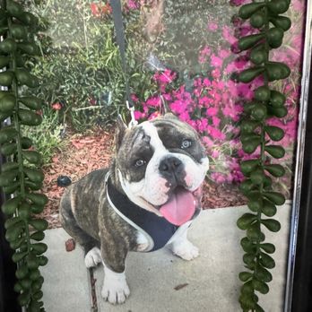 The Wrap Source - Awesome Pup vigil in shop. - Car Window Tinting Near Me - Camarillo, California