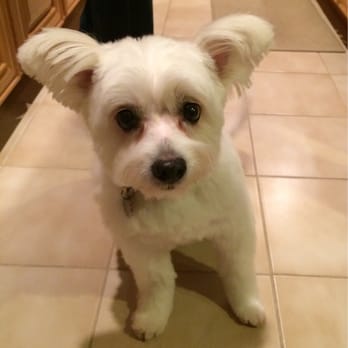 Imelda's Pet Grooming - Only Imelda can groom our baby girl!!! - Pet Groomers Near Me - San Jose, California