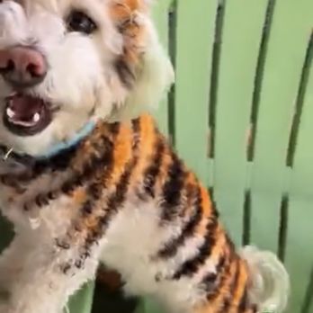 Dogue Spa - My tiger! - Pet Groomers Near Me - West Hollywood, California Dogue Spa - My tiger! - Pet Groomers Near Me - West Hollywood, California