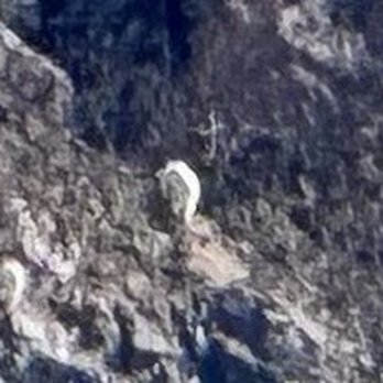 Northstar Helicopters - Mountain goat - Tours Near Me - Juneau, Alaska