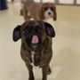 Photo of Happy Dogs